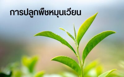 การปลูกพืชหมุนเวียน